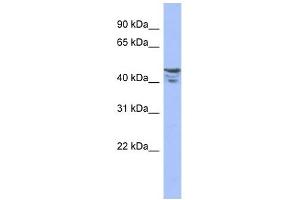 PRMT2 antibody used at 1 ug/ml to detect target protein. (PRMT2 Antikörper  (Middle Region))