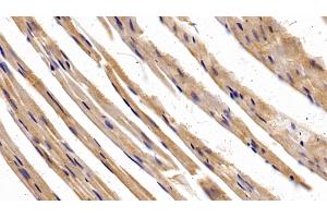 Detection of SP-B in Mouse Cardiac Muscle Tissue using Polyclonal Antibody to Surfactant Protein B (SP-B) (SFTPB Antikörper  (AA 20-193))