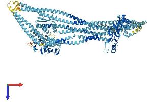 SMC2 Protein (AA 1-1191) (His tag)
