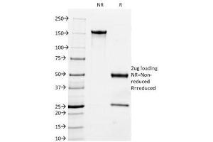 SDS-PAGE Analysis of Purified, BSA-Free MFGE8 Antibody (clone MFG-06). (MFGE8 Antikörper)