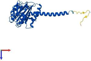 ARPC2 Protein (AA 1-300) (His tag)