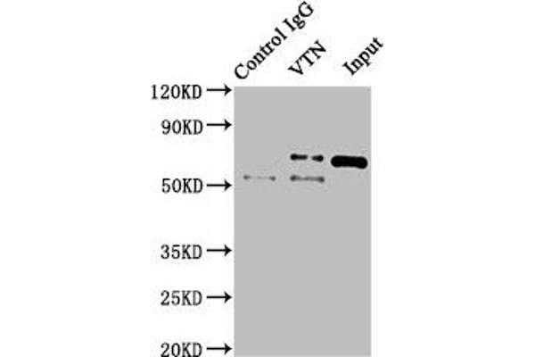 Vitronectin Antikörper  (AA 364-478)