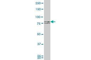 MFN1 monoclonal antibody (M04), clone 3C9 Western Blot analysis of MFN1 expression in HeLa (MFN1 Antikörper  (AA 1-741))