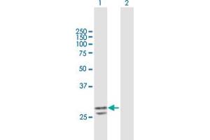 Western Blot analysis of PNPO expression in transfected 293T cell line by PNPO MaxPab polyclonal antibody. (PNPO Antikörper  (AA 1-261))