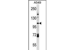 FA13B Antibody (Center) (ABIN656515 and ABIN2845786) western blot analysis in A549 cell line lysates (35 μg/lane). (FAM13B Antikörper  (AA 566-594))