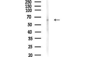 Western blot analysis of lysates from Mouse liver, using Phospho-ELK1 (Ser389) Antibody at 1/1000 dilution.