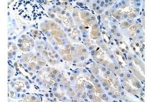 TSG101 antibody was used for immunohistochemistry at a concentration of 4-8 ug/ml to stain Epithelial cells of renal tubule (arrows) in Mouse Kidney. (TSG101 Antikörper  (Middle Region))