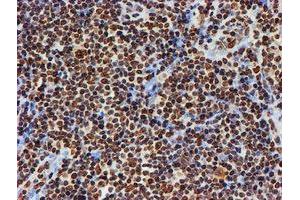 Image no. 2 for anti-Fragile X Mental Retardation 1 (FMR1) antibody (ABIN1498287) (FMR1 Antikörper)