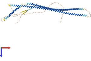 Keratin 27 (KRT27) (AA 1-459) protein (His tag)