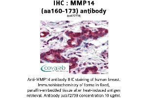 Image no. 2 for anti-Matrix Metallopeptidase 14 (Membrane-inserted) (MMP14) (AA 160-173) antibody (ABIN2852383) (MMP14 Antikörper  (AA 160-173))