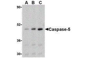 Western Blotting (WB) image for anti-Caspase 5, Apoptosis-Related Cysteine Peptidase (CASP5) (Center) antibody (ABIN2477916)