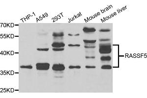 Western blot analysis of extracts of various cell lines, using RASSF5 antibody (ABIN4904957) at 1:1000 dilution. (RASSF5 Antikörper)