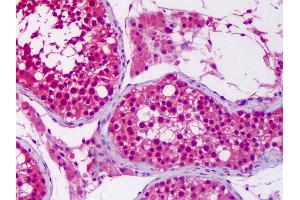 Anti-UBA6 antibody IHC of human testis. (UBA6 Antikörper  (AA 962-1052))