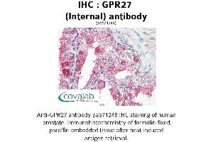 Image no. 1 for anti-G Protein-Coupled Receptor 27 (GPR27) (Internal Region) antibody (ABIN1735042) (GPR27 Antikörper  (Internal Region))