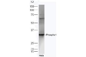 Lane 1:Hela lysates probed with Rabbit Anti-Phospho1 Polyclonal Antibody, Unconjugated (ABIN1714861) at 1:300 overnight at 4 °C. (PHOSPHO1 Antikörper  (AA 201-267))