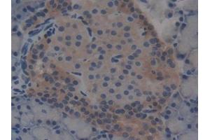 DAB staining on IHC-P; Samples: Rat Pancreas Tissue (T-Bet Antikörper  (AA 241-493))