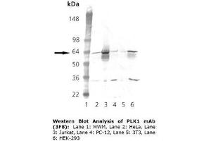 Image no. 1 for anti-Polo-Like Kinase 1 (PLK1) (Internal Region) antibody (ABIN363956) (PLK1 Antikörper  (Internal Region))