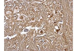IHC-P Image CSN1 antibody [C3], C-term detects CSN1 protein at nucleus on rat brain stem by immunohistochemical analysis. (GPS1 Antikörper  (C-Term))