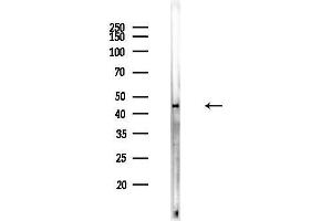 anti-Apolipoprotein L, 3 (APOL3) (N-Term) antibody