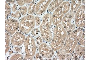 Immunohistochemical staining of paraffin-embedded pancreas tissue using anti-TYRO3mouse monoclonal antibody. (TYRO3 Antikörper)