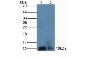 Figure. (PLA2G2A Antikörper  (AA 21-144))