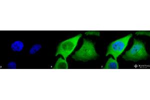 Immunocytochemistry/Immunofluorescence analysis using Rabbit Anti-HO-1 Polyclonal Antibody . (HMOX1 Antikörper  (Atto 594))