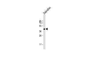 Anti-DANRE pou3f3a Antibody (C-term) at 1:1000 dilution + Zebrafish lysate Lysates/proteins at 20 μg per lane. (POU3F3 Antikörper  (C-Term))