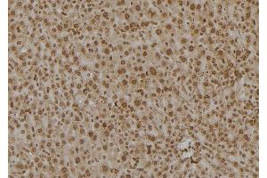 ABIN6277555 at 1/100 staining Mouse liver tissue by IHC-P. (PSMC6 Antikörper  (Internal Region))
