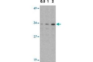 Western blot analysis of NDEL1 in Jurkat whole cell lysate with NDEL1 polyclonal antibody  at 0.