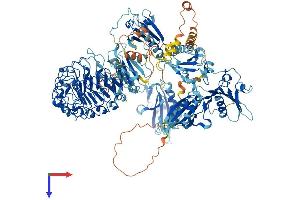 FLII Protein (AA 1-1269) (His tag)