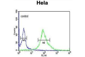 Flow cytometric analysis of Hela cells using DDX49 Antibody (C-term) Cat. (DDX49 Antikörper  (C-Term))