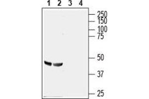 Western blot analysis of rat (lanes 1 and 3) and mouse (lanes 2 and 4) brain lysates: - 1,2. (GPR56 Antikörper  (Extracellular, N-Term))