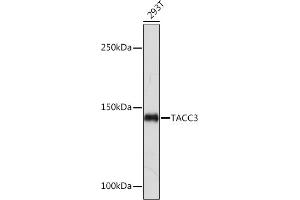 Western blot analysis of extracts of 293T cells, using T Rabbit mAb (ABIN7270916) at 1:1000 dilution. (TACC3 Antikörper)