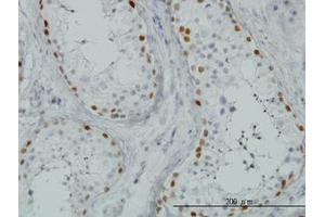 Image no. 1 for anti-Sal-Like 4 (SALL4) (AA 954-1054) antibody (ABIN466230) (SALL4 Antikörper  (AA 954-1054))
