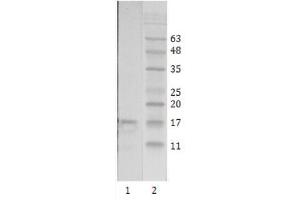 Western Blot testing of HIV-1 recombinant Tat protein: using HIV-1 Tat antibody, Clone 15 at 2 µg/ml. (Human Immunodeficiency Virus Type 1 (HIV-1) (AA 2-9) Antikörper)