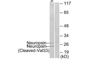 Western blot analysis of extracts from Jurkat cells, treated with etoposide (25uM, 24hours), using Neuropsin (Cleaved-Val33) antibody.