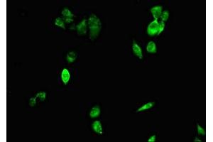 Immunofluorescent analysis of Hela cells using ABIN7147273 at dilution of 1:100 and Alexa Fluor 488-congugated AffiniPure Goat Anti-Rabbit IgG(H+L) (CIDEA Antikörper  (AA 1-51))