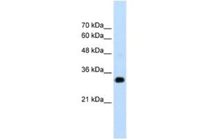 Western Blotting (WB) image for anti-Ring Finger Protein 121 (RNF121) antibody (ABIN2462677) (RNF121 Antikörper)