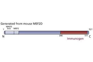 Image no. 1 for anti-Myocyte Enhancer Factor 2D (MEF2D) (AA 346-511) antibody (ABIN968170) (MEF2D Antikörper  (AA 346-511))