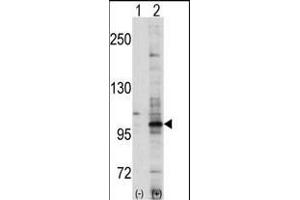 Western blot analysis of EPHA7 (arrow) using EphA7 Antibody (C-term) (ABIN391899 and ABIN2841717).