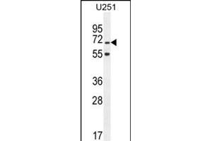 TNIP1 Antibody (C-term) (ABIN654978 and ABIN2844618) western blot analysis in  cell line lysates (35 μg/lane). (TNIP1 Antikörper  (C-Term))