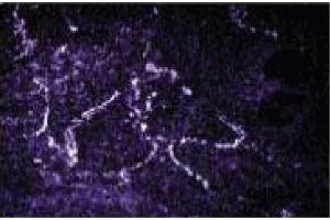 Immunofluorescence (IF) image for anti-RAB4A, Member RAS Oncogene Family (RAB4A) (AA 97-213) antibody (ABIN968232)