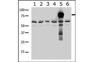 Western blot analysis of PAK7 polyclonal antibody  in lysates from transiently transfected COS-7 cells. (PAK7 Antikörper  (AA 183-198))