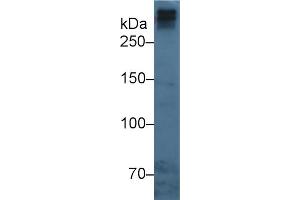 Western Blot; Sample: Human Serum; Primary Ab: 3µg/ml Mouse Anti-Human APOB Antibody Second Ab: 0. (APOB Antikörper  (AA 3365-3548))