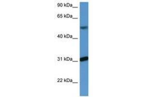 Image no. 1 for anti-WD Repeat Domain 83 (wdr83) (C-Term) antibody (ABIN6746822) (MORG1 Antikörper  (C-Term))