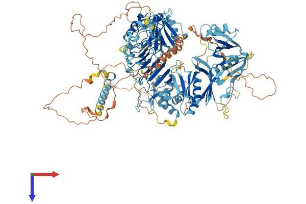 STK11IP Protein (AA 1-1072) (His tag)