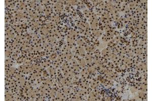 ABIN6273017 at 1/100 staining Mouse kidney tissue by IHC-P. (SYNPO2 Antikörper  (Internal Region))