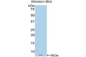 Western Blotting (WB) image for anti-Metallothionein 2 (MT2) (AA 1-62) antibody (ABIN1859895) (MT2 Antikörper  (AA 1-62))
