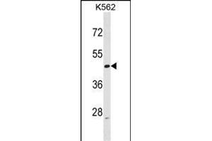 ACTL6A Antibody (N-term) (ABIN1538810 and ABIN2848654) western blot analysis in K562 cell line lysates (35 μg/lane). (BAF53A Antikörper  (N-Term))