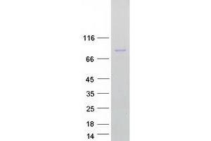 Validation with Western Blot (MFN2 Protein (Transcript Variant 2) (Myc-DYKDDDDK Tag))